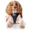 Show in main carousel: DOOG Step In Neoflex Lassie Dog Harness, Black, Medium: 16 to 22-in chest slide 5 of 7