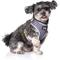 Show in main carousel: DOOG Step In Neoflex Odie Dog Harness, Black/Purple/Yellow, Small: 12.5 to 17-in chest slide 4 of 7