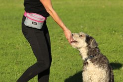 DOOG Treat & Training Dog Pouch with Hinge Closure, Large, Grey/Pink slide 2 of 4