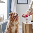 Show in main carousel: Douxo S3 CALM Soothing Itchy, Hydrated Skin Dog & Cat Mousse, 5.1-fl oz bottle slide 6 of 7