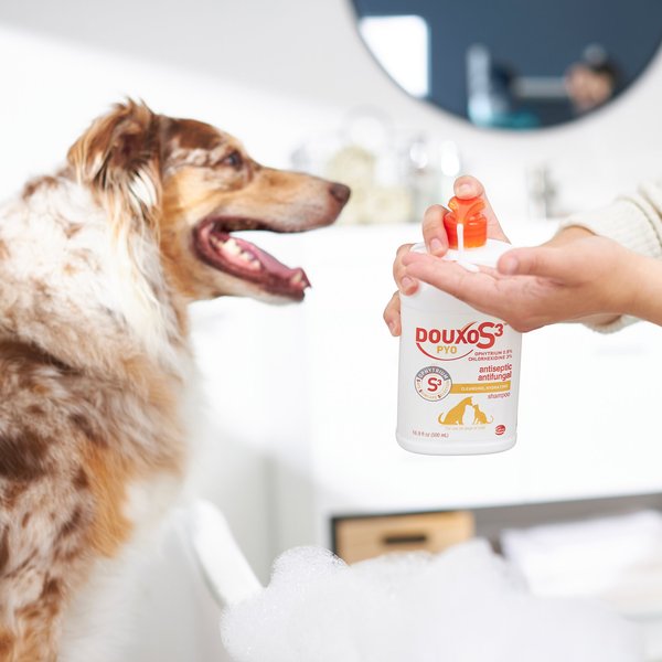 Show full view: Douxo S3 PYO Antiseptic Antifungal Chlorhexidine Dog & Cat Shampoo, 16.9-oz bottle slide 6 of 8