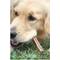 Show in main carousel: Downtown Pet Supply 6" Bully Sticks Dog Treats, 10 pack slide 7 of 9