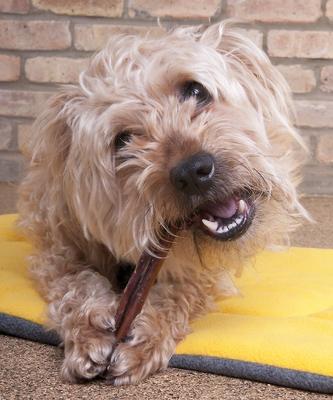 Show full view: Downtown Pet Supply 6" Bully Sticks Dog Treats, 30 pack slide 8 of 9