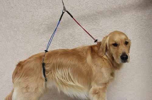 Show full view: Downtown Pet Supply DTPS No Sit Haunch Dog Grooming Restraint, Large slide 2 of 2