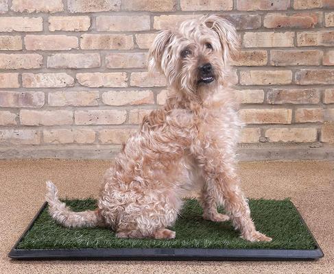 Show full view: Downtown Pet Supply Pee Turf Portable Dog Potty Trainer, Green, 25-in slide 7 of 9