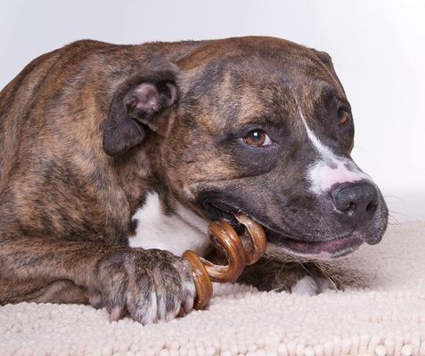 Show full view: Downtown Pet Supply USA Curly Bully Sticks 10-in Dog Treats, 5 count slide 7 of 7