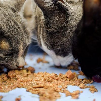 Show full view: Dr. Gary's Best Breed Chicken & Liver Grain-Free Pate Wet Cat Food, 3-oz can, case of 24 slide 6 of 6