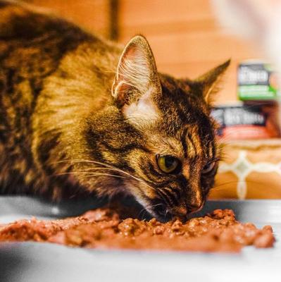 Show full view: Dr. Gary's Best Breed Tuna & Chicken Grain-Free Pate Wet Cat Food, 5.5-oz can, case of 24 slide 6 of 7