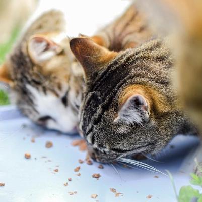 Show full view: Dr. Gary's Best Breed Tuna & Mahi Mahi Grain-Free Pate Wet Cat Food, 5.5-oz can, case of 24 slide 6 of 6