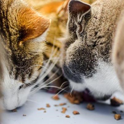 Show full view: Dr. Gary's Best Breed Tuna & Seafood Grain-Free Pate Wet Cat Food, 3-oz can, case of 24 slide 6 of 6