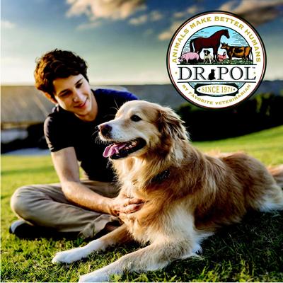 Show full view: Dr. Pol Adult Limited Ingredient Surf-N-Turf Pate Canned Wet Dog Food, 12.5-oz can, case of 12 slide 8 of 11