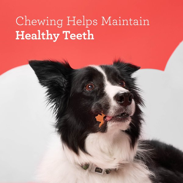 DreamBone Fall Harvest Variety Pack Real Turkey, Maple Bacon, & Pumpkin Spice Flavor Dog Chews