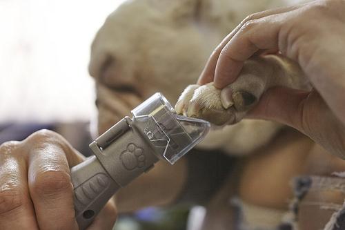 Show full view: Dremel Pet Grooming Nail Guard, AT02-PGK slide 4 of 6