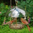 Droll Yankees Dorothy's Cardinal Domed Bird Feeder