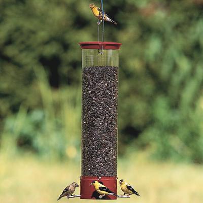 Show full view: Droll Yankees Yankee Dipper Collapsing Straight Perch Bird Feeder, 21-in slide 5 of 8