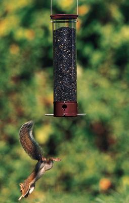 Show full view: Droll Yankees Yankee Dipper Collapsing Straight Perch Bird Feeder, 21-in slide 6 of 8