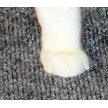 Show in main carousel: Drymate Corner Ridged Cat Litter Trapping Mat, Grey, 29.5-in x 29.5-in slide 8 of 12