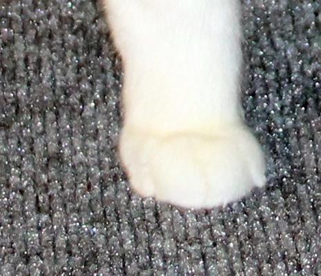 Show full view: Drymate Corner Ridged Cat Litter Trapping Mat, Grey, 29.5-in x 29.5-in slide 8 of 12