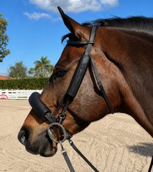 DziaSport Eyes Forward Leather Riding Style English Horse Removable Blinkers, Full, Black