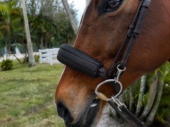 DziaSport Happy Eyes Up Leather Riding Style English Horse Shadow Roll Attachment, Black, Cob