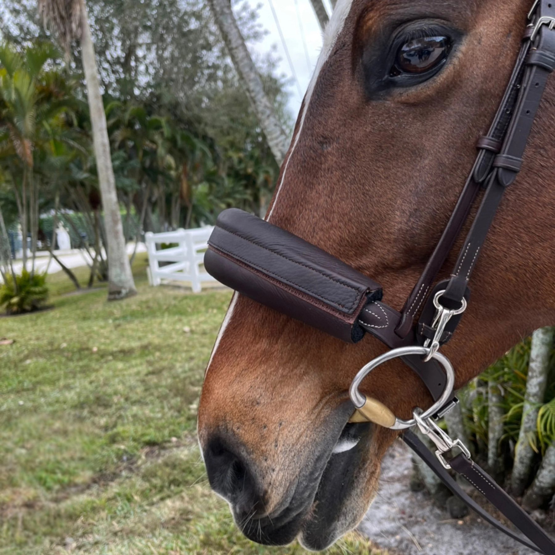 DziaSport Happy Eyes Up Leather Riding Style English Horse Shadow Roll Attachment, Brown, Full