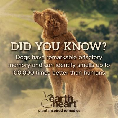 Show full view: Earth Heart Canine Calm Aromatherapy for Dogs, 0.5-oz slide 7 of 9