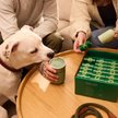 Show in main carousel: Earth Rated Dog Poop Bag Holder with Dog Poop Bags, Unscented, 1 Dispenser & 900 Bags slide 5 of 9