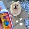 Show in main carousel: Earthbath Deodorizing Mango Tango Spritz for Dogs, 8-fl oz bottle slide 5 of 9