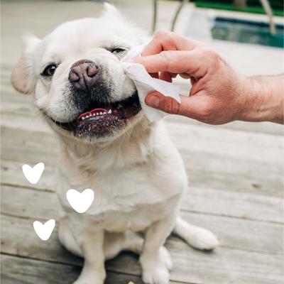 Show full view: Earthbath Fragrance Free Hypoallergenic Cat & Dog Eye Wipes, 30 count slide 5 of 10