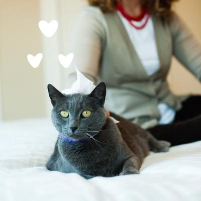 Show full view: Earthbath Hypo-Allergenic Fragrance Free Cat Grooming Wipes, 100 count slide 5 of 8