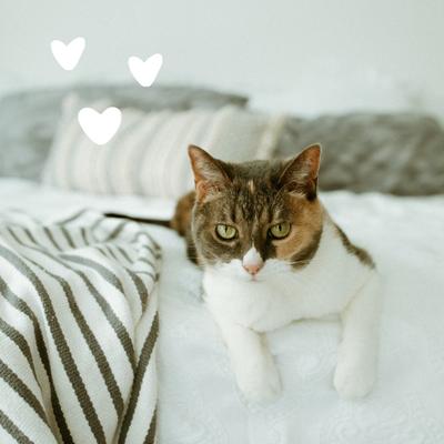 Show full view: Earthbath Hypo-Allergenic Grooming Foam for Cats, 4-fl oz bottle slide 6 of 11