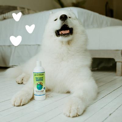 Show full view: Earthbath Shed Control Green Tea & Awapuhi Dog & Cat Shampoo, 16-fl oz bottle slide 5 of 10