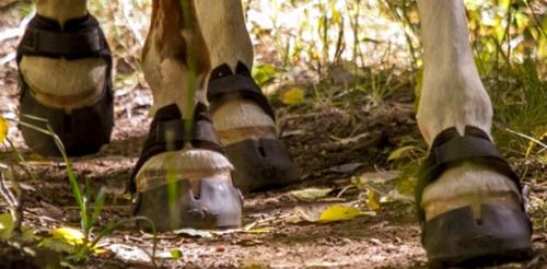 Show full view: EasyCare Easyboot Glove Soft Horse Hoof Boot, 00 slide 7 of 11