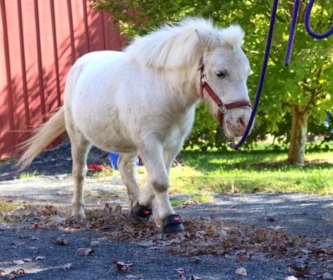 Show full view: EasyCare Easyboot Mini Horse Hoof Boot, Mini 2 slide 6 of 8