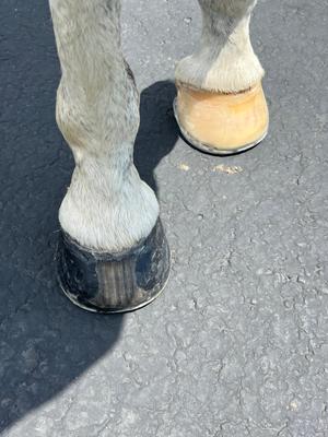 Show full view: EasyCare EasyShoe Race Horseshoe, 2 count, Size 7 slide 6 of 9