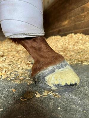 Show full view: EasyCare EasyShoe Race Horseshoe, 2 count, Size 7 slide 7 of 9