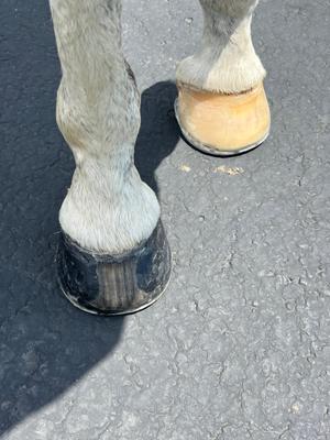 Show full view: EasyCare EasyShoe Roller Horseshoe, 2 count, Size 7 slide 6 of 9