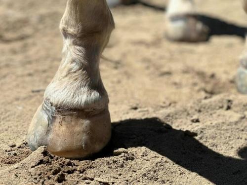 Show full view: EasyCare EasyShoe Speed Horseshoe, 2 count, Front 122 slide 7 of 9