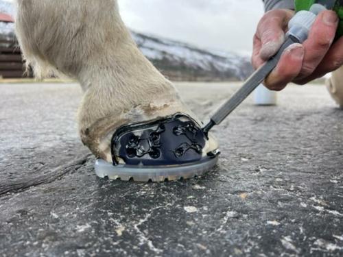 Show full view: EasyCare EasyShoe Speed Metal Horseshoe, 2 count, Hind 118 slide 6 of 9