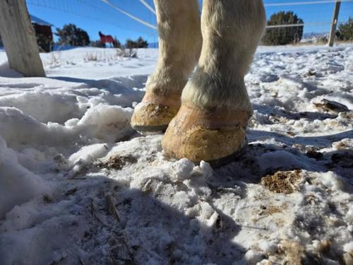 Show full view: EasyCare EasyShoe Versa Grip Glue Horseshoe, 2 count, Front 110 slide 7 of 10