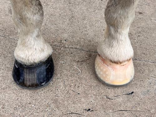 Show full view: EasyCare EasyShoe Versa Grip Glue Horseshoe, 2 count, Front 122 slide 5 of 10