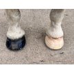 Show in main carousel: EasyCare EasyShoe Versa Grip Glue Horseshoe, 2 count, Hind 122 slide 5 of 10