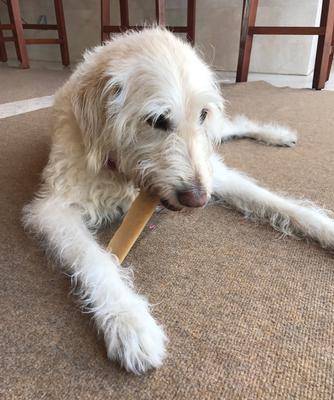 Show full view: EcoKind Gold Yak Himalayan Cheese Dog Treats, 1-lb bag slide 10 of 11