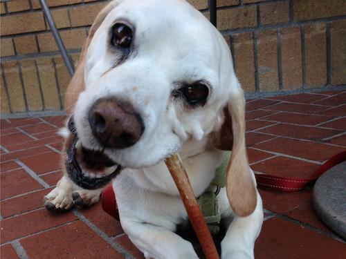 Show full view: EcoKind Low Odor Natural Bully Sticks Dog Treats, 1-lb bag, 6 inches slide 7 of 9