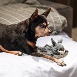 Eddie Bauer 10-in Rope Toy with Rabbit Plush Dog Toy, Grey slide 2 of 4
