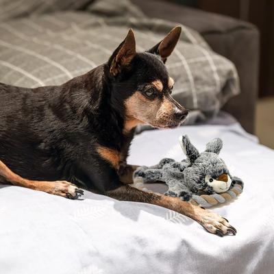 Show full view: Eddie Bauer 10-in Rope Toy with Rabbit Plush Dog Toy, Grey slide 2 of 4