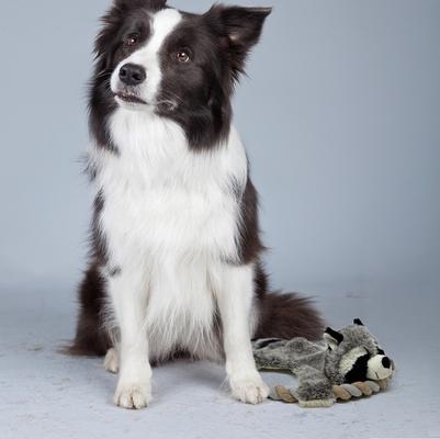 Show full view: Eddie Bauer 10-in Rope Toy with Raccoon Plush Dog Toy, Grey/White slide 2 of 5