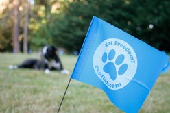 Educator By E-Collar Technologies Educator E-Fence Underground Fence Dog Containment System Boundary Flags slide 2 of 7