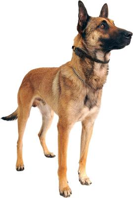 Show full view: Educator By E-Collar Technologies Educator Winged Soft Comfort Pad Short Points, Long Hair slide 3 of 7