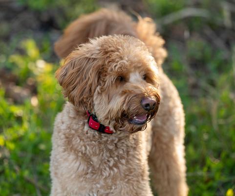 Show full view: Educator FC-100 Finger Clicker Dog Training Clicker, Teal slide 6 of 7
